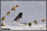 Junco ardois (Dark-eyed Junco)