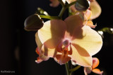 Orchidée