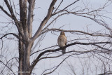Buse  paulettes (Red-shouldered Hawk)