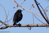 Quiscale rouilleux (Rusty Blackbird)