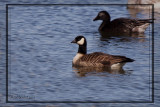 Bernache de Hutchins (Cackling Goose)