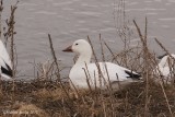 Oie des neiges (Snow Goose)