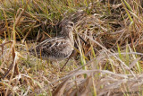 Bcassine de Wilson (Common Snipe)