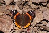 Vulcain - Vanessa atalanta rubria
