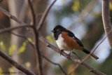 Tohi  flancs roux (Rufous-sided Towhee)