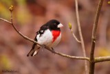 Cardinal  poitrine rose (Rose-breasted Grosbeak)