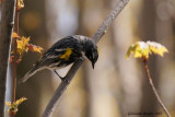 Paruline  croupion jaune (Yellow-rumped Warbler)