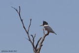 Martin pcheur dAmrique (Belted Kingfisher)