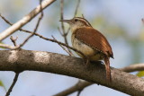 Troglodyte de caroline (Carolina Wren)