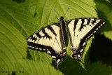 Papillon tigrée du Canada - Papilio canadensis