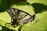 Papillon tigre du Canada - Papilio canadensis 