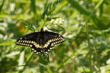 Papillon du celeri - Papilio polyxenes 
