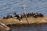 Garrot a oeil dor (Common Goldeneye)