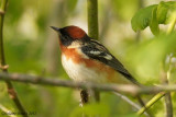 Paruline  poitrine baie (Bay-breasted Warbler)