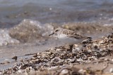 Bcasseau sanderling (Sanderling)