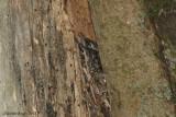 Grimpereau brun (Brown Creeper)