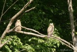 Grand-duc dAmrique (Great Horned Owl)