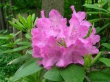 Rhododendron