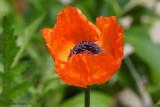 Pavot d'Orient