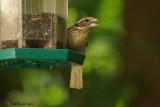 Cardinal  poitrine rose (Rose-breasted Grosbeak)