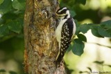 Pic chevelu (Hairy Woodpecker)