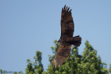 Urubu  tte rouge (Turkey Vulture)