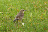 Vacher  tte brune (Brown-headed Cowbird)