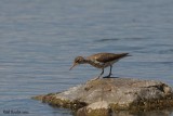 Chevalier grivel (Spotted Sandpiper)