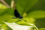 Demoiselle bistre