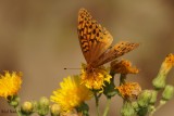 Argynne aphrodite