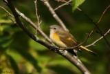 Paruline flamboyante (American Redstart)