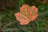 Automne 2012