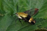 Sphinx du chevrefeuille - Hemaris diffinis
