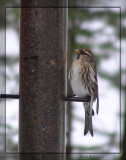 Sizerin flammé (Common Redpoll)