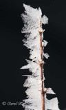 Crystals on Branch