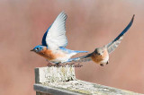 Bluebird Couple