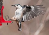 Incoming Nuthatch