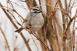 Golden Crowned Kinglet