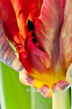 Parrot Tulip Closely