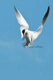 Caspian Tern Hovering