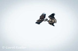 Immature Eagles Playing Sky Tag