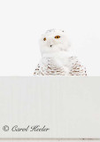 Snowy Owl 2
