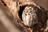 Screech Owl Sleeping
