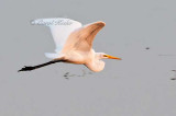 Great Egret Fly-By