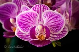 Phalaenopsis Vivian