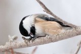 Chickadee Opening Seed