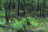 Swamp Woods and Marsh Marigolds