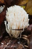 White Coral Fungus