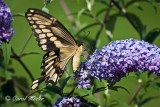 Giant Swallowtail Wings Up