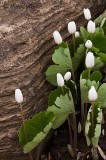 Bloodroot Grouping